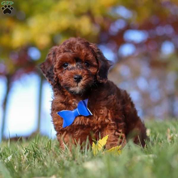 Green Bean, Miniature Poodle Puppy
